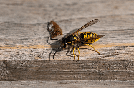 european wasp